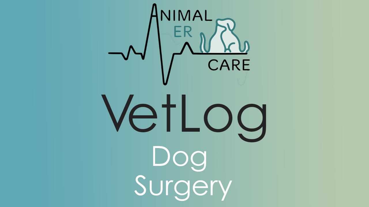 Vetlog: Dog Surgery
