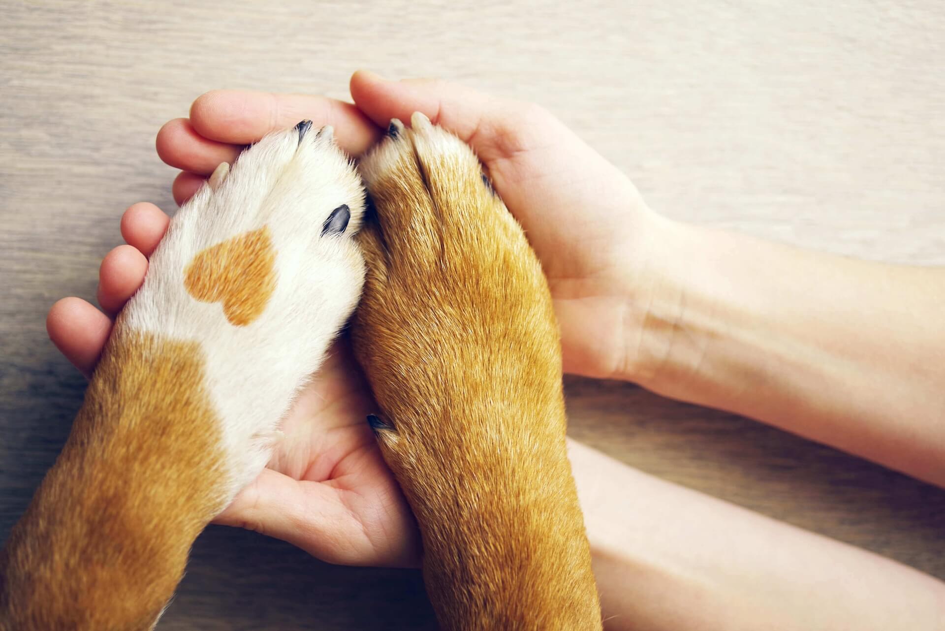 Here for you when your pet is sick or injured