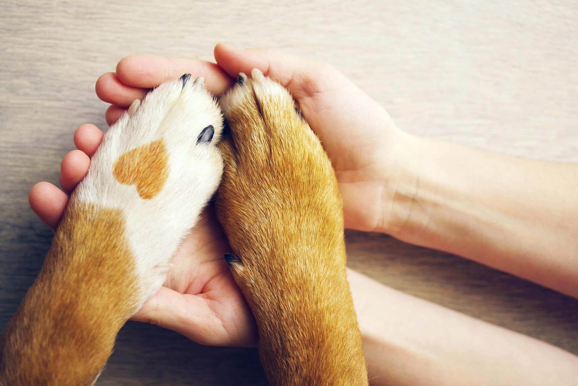 veterinary hospital for pets in colorado springs co