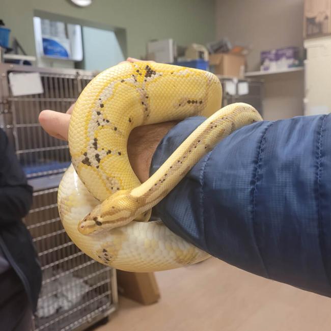 animal-er-care-exotics-4-2.jpg